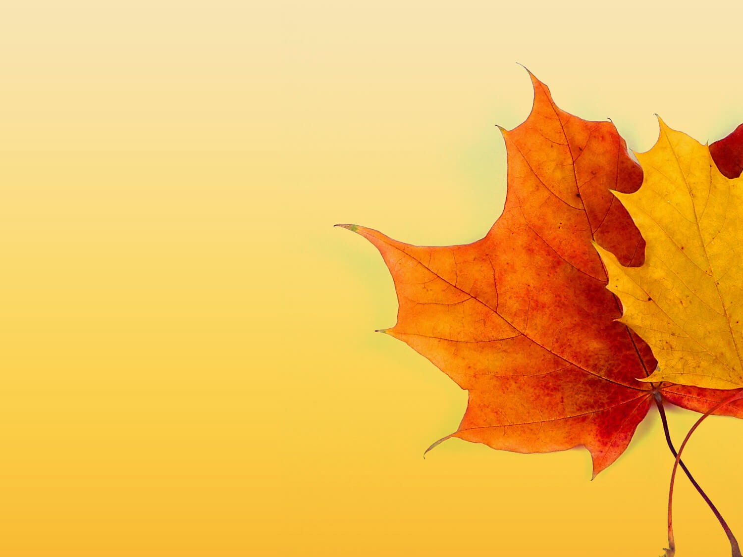 Autumn Ppt Background – Powerpoint Backgrounds For Free With Free Fall Powerpoint Templates