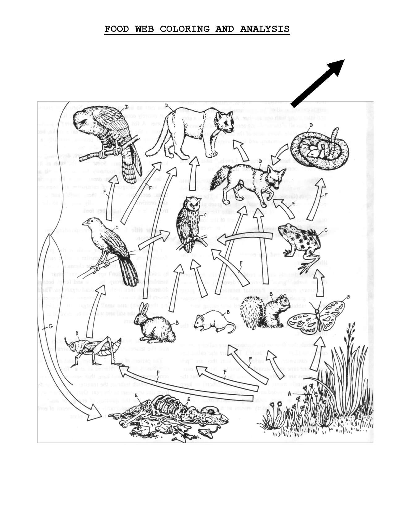 Food Web Coloring Sheet | Scope Of Work Template | Teach Pertaining To Blank Food Web Template