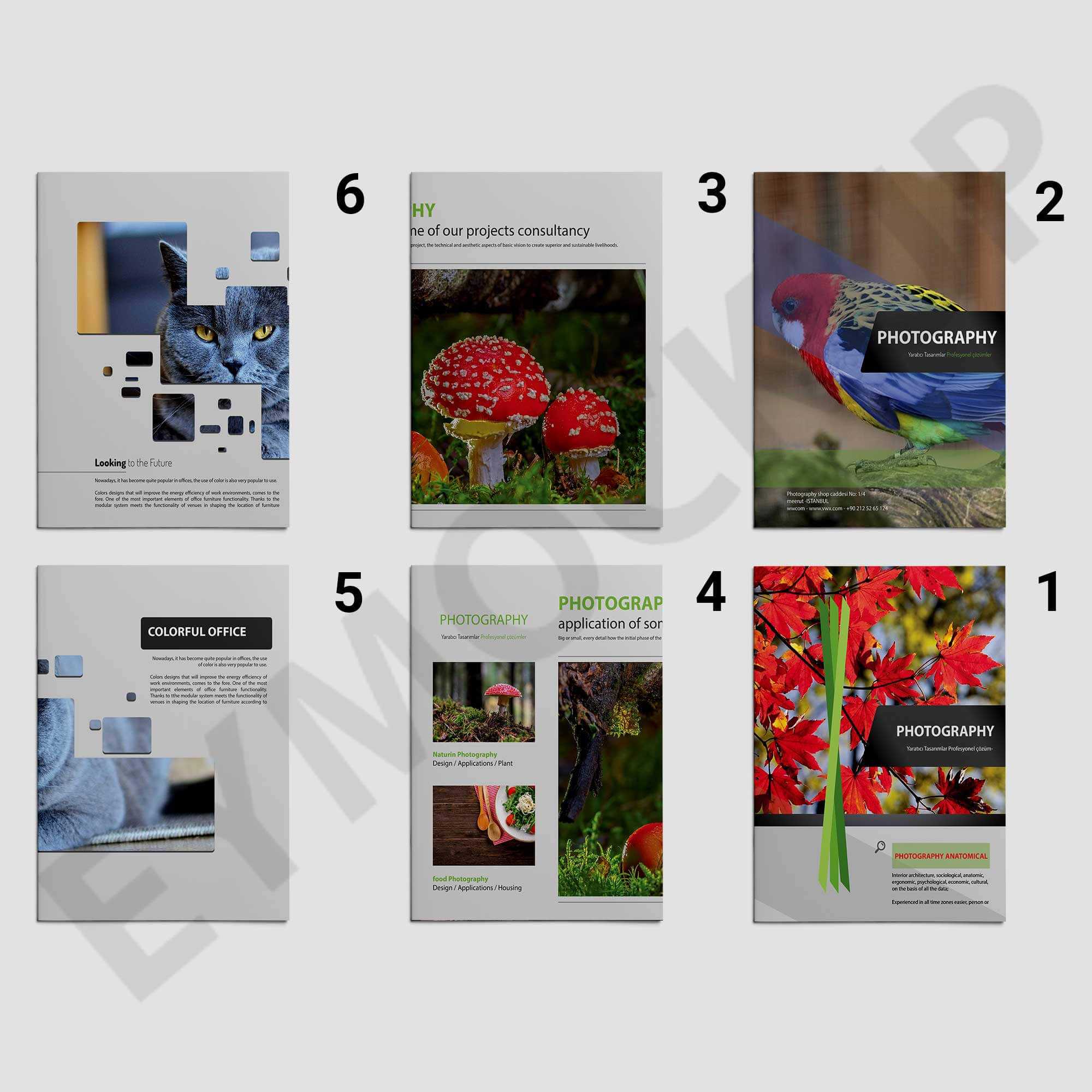 Zoo Photography Brochure Template | Eymockup Intended For Zoo Brochure Template